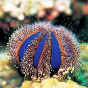 Mespilia Globulus - riccio pulitore alghivoro porpora-blue