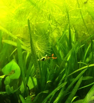 Coppia di POECILIA WINGEI EMERALD GREEN/BLU NEON, endler puri