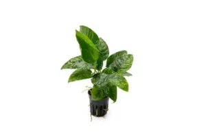 Anubias Barteri Striped, pianta facile a foglia larga