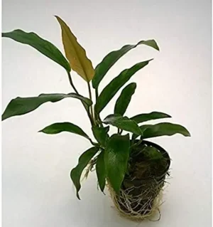 Anubias Minima, pianta facile a foglia larga
