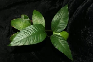 Anubias Short & Sharp, pianta facile a foglia larga