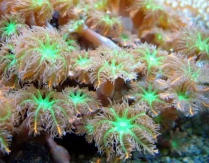Anthelia green - verde - Corallo molle facile - frag 5 cm
