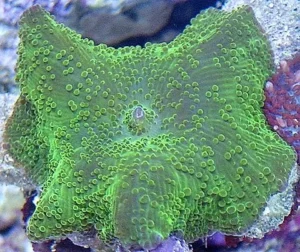 Discosoma Green Mushroom - verde - Corallo molle facile - 1 disco su frag