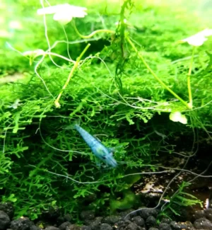 NEOCARIDINA DAVIDI BLUE JELLY 1-2 cm - gamberetto per acquario d'acqua dolce