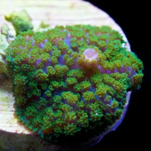 Rhodactis Osculifera Green Mushroom - verde - Corallo molle facile - 1 disco su frag