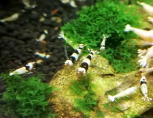 Caridina Cantonensis Black Crystal 1-2 cm con genetica Taiwan Bee