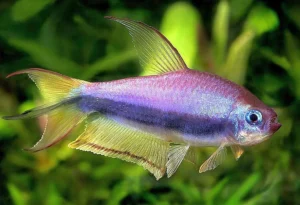 Nematobrycon Palmeri 2.5 cm - Purple Emperor tetra
