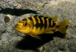 Pseudotropheus Crabro 4-6 cm - Bumblebee - Ciclidi Africani lago Malawi