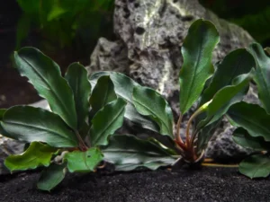 Bucephalandra Alamanda vi Blue - pianta rara epifita da primo piano
