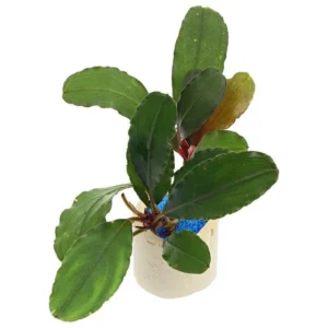 Bucephalandra Lagoon - pianta rara epifita da primo piano