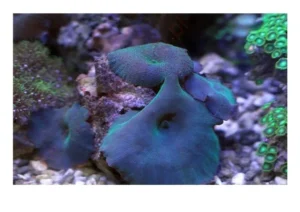 Discosoma Green-Blue Mushroom - verde-blu - Corallo molle facile - 1 disco su frag