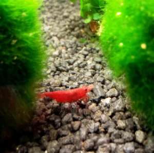 Neocaridina Davidi Sakura Red 1-2 cm - gamberetto d'acqua dolce