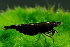 NEOCARIDINA DAVIDI BLACK SAKURA 1-2 cm - gamberetto per acquario d'acqua dolce