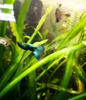 Coppia di GUPPY SELEZIONATI BLUE MOSCOW ampie code, show