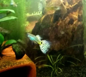 Coppia di GUPPY SELEZIONATI KING COBRA YELLOW SNAKESKIN ampie code, show