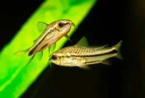 Corydoras Pygmaeus 1,5 cm, pesce da fondo - nanofish - Pigmeo Cory