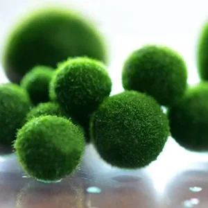 Cladophora Aegagropila S da 2-3 cm - Marimo piccola