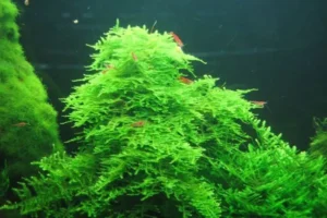 MUSCHIO CHRISTMAS MOSS (VESICULARIA MONTAGNEI)