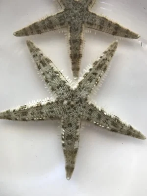 Archaster typicus 6 cm - Stella marina insabbiatrice detritivora