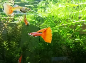 Coppia di GUPPY SELEZIONATI FULL RED ampie code, show