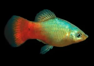 Platy Blue-red coral, xiphophorus maculatus 3-4 cm