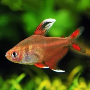 Hyphessobrycon Bentosi-ornatus-robertsi  2.5 cm - Ornate Tetra
