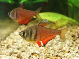 Hyphessobrycon Flammeus  2.5 cm - Flame Tetra