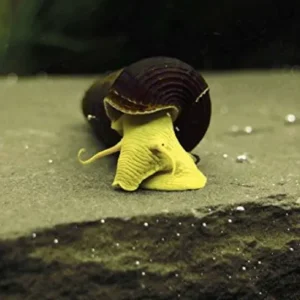 Lumaca Tylomelania Yellow Rabbit Snail 3-6 cm