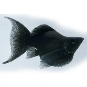 Poecilia Latipinna Black Molly Balloon coda a lira 3,5 cm