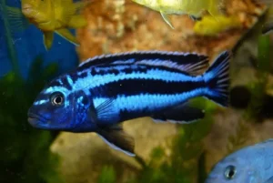 Melanochromis Maingano - Blue Mbuna 4-6 cm - Ciclidi Africani lago Malawi