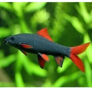 Labeo Frenatus - Squaletto arcobaleno - 5-6 cm - Epalzeorhynchos frenatum