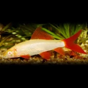 Labeo Frenatus ALBINO - Squaletto arcobaleno - 5-6 cm - Epalzeorhynchos frenatum