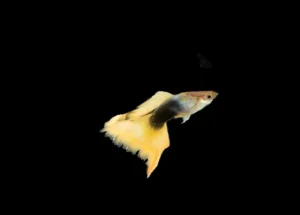 Guppy maschio Half/Black yellow delta, Poecilia reticulata male 3,5 cm