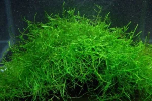 MUSCHIO DI JAVA MOSS (VESCICULARIA DUBYANA) porzione 6x6 cm