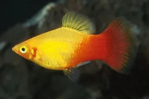 Platy Sunset, xiphophorus maculatus 2-3 cm
