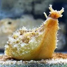 Dolabella Auricularia - il miglior invertebrato alghivoro per acquario marino