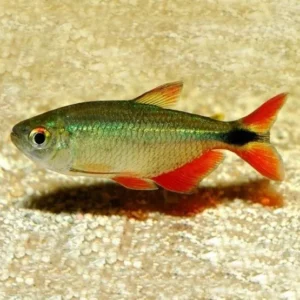Hemigrammus Caudovittatus 4-6 cm - Buenos Aires Tetra