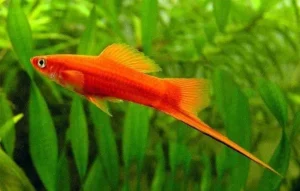 Portaspada rosso, xiphophorus helleri red 3-5 cm