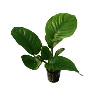 Anubias Barteri Broad Leaf, pianta facile a foglia larga