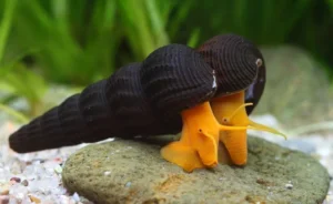 Lumaca Tylomelania Orange Rabbit Snail 3-6 cm