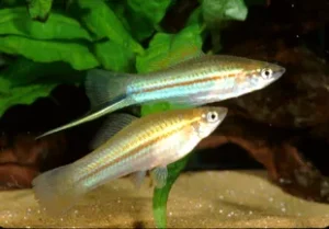 Portaspada verde, xiphophorus helleri green 5 cm