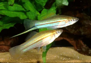 Portaspada verde, xiphophorus helleri green 5 cm