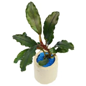Bucephalandra Lalina - pianta rara epifita da primo piano