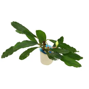 Bucephalandra Melawi Fine Edge - pianta rara epifita da primo piano