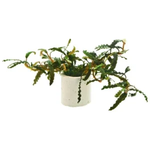 Bucephalandra Catherine - pianta rara epifita da primo piano