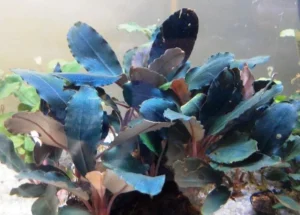 Bucephalandra Deep Blue - V3 Dark Blue - pianta rara epifita da primo piano