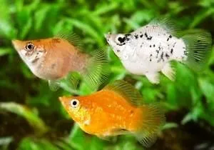 Poecilia Sphenops Molly Balloon mix 3,5 cm