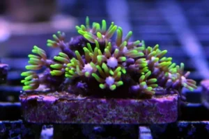 Clavularia viridis - Corallo molle facile - frag di 5 cm