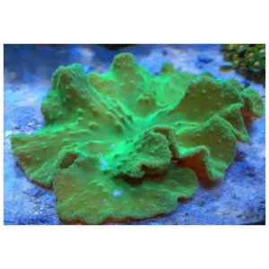 Sinularia Dura Green - Corallo molle facile - frag 5 cm