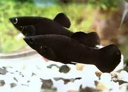 Poecilia Sphenops Black Molly 4 cm